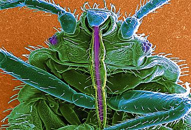 《命运2》推出波次防守PvE玩法“猛攻”模式